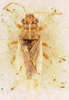 Nysius senecionis (Schilling, 1829): Nysius senecionis aegyptiacus TYPE (NMNH) - (CC BY-NC 3.0) - Photo by Pablo M. Dellapé with permission from the National Museum of Natural History (NMNH), Smithsonian Institution, Washington, D.C. (Otu).
