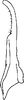 Stylus: !! display not done !! on Lamprotettix yunnanensis Dai, Shen & Zhang, 2003: Stylus. (Observation).