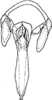 Aedeagus, ventral view on Apheliona bioculata (Melichar, 1903): Aedeagus, ventral view. (Observation).