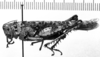 CollectionObject 1535833; d966f0fb-26c9-4fea-a1bb-f0af8f54c14c: Image Carbonell, C.S. male, lateral view (lectotype). (CollectionObject).