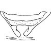 Aedeagus, lateral view: Aedeagus, lateral view. (Observation).