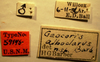 CollectionObject 1596264; 480592b4-35cc-4ea7-860a-d4f452f6ac4a: Geocoris alboclavus Holotype Labels (NMNH) - (CC BY-NC 3.0) - Photo by Pablo M. Dellapé with permission from the National Museum of Natural History (NMNH), Smithsonian Institution, Washington, D.C. (CollectionObject).