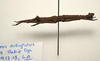 CollectionObject 1591091; a8a58bbf-8c1d-4357-a138-4d70c487ea24: copyright MBBJ Bogor. male, lateral view (holotype). (CollectionObject).