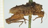CollectionObject 1517873; a6edab09-c0dd-4912-990d-04d9642e1c12, NHMUK010362930: female, lateral view (syntype). (CollectionObject).