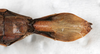 CollectionObject 1558657; 133da2a3-3d44-4789-86e5-4671977f2951: copyright NMW, Vienna. female: end of abdomen, ventral view (syntype). (CollectionObject).;CollectionObject 1558658; d4fb1899-121f-4e8d-be5e-b67e32f58e28: copyright NMW, Vienna. female: end of abdomen, ventral view (syntype). (CollectionObject).