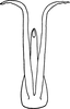 Aedeagus, ventral view: !! display not done !! on Typhlocyba transviridis Christian, 1953: Aedeagus, ventral view. (Observation).