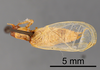 CollectionObject 1523075; 8d4236ca-511a-4e21-b02d-d3c819a0dc98: Male, dorsal view (holotype). (CollectionObject).