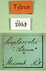 CollectionObject 1501185; MfN 2051, cd34866f-4c48-4445-ace3-601f2202fa05: labels (holotype). (CollectionObject).