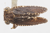 Habitus, dorsal view on Dyctidea nigrata Doering, 1940: (Observation).
