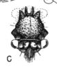 Head on Cyphonia pygmaea Sakakibara, 1968: (Observation).