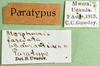 CollectionObject 1570322; 77720be7-e33c-4bb1-826b-e6cc34a1901a: labels (paratype of forma aurantiaca). (CollectionObject).