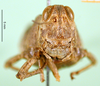 CollectionObject 1565554; 9685f0cb-24f9-4155-8a6b-01ee48b109f9: female, frontal view (paratype of Rhachitopis ceraseus). (CollectionObject).