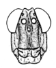 Conometopus cristaticollis Blanchard, 1851: Fig. 3. male head, frontal view. (Otu).