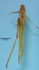 CollectionObject 1542722; DEES MZLQ-I0016, c211b784-2329-4f55-abb3-33b8e006b672: male, body dorsal view (syntype). (CollectionObject).