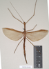 copyright Natural History Museum, London. female Necroscia sipylus (lectotype). Depicts CollectionObject 1562028; NHMUK(SF IMPORT DUPLICATE) 844848, 8588c4b1-ecf0-4b76-a358-14f9321ab8f8, a CollectionObject.