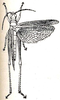 Ischnansis insitiva Karsch, 1896: Fig. 32. female, dorsal view (body length 27 mm, tegmina 24 mm). (Otu).