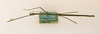 CollectionObject 1563616; 89fb7758-dcf7-4733-9bd9-b054752f8998: copyright ANSP. male (paratype). (CollectionObject).