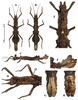 CollectionObject 1595103; bab43636-2811-46f8-b168-40bb99c1c884: copyright THNHM. female (paratype). (CollectionObject).