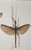 CollectionObject 1559664; b58b7dfc-83d6-4961-b8c9-28596e10cff4: copyright OUMNH. female (holotype). (CollectionObject).