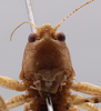 CollectionObject 1593806; 2f77a4e5-93d0-49c7-8308-3ccf6feb10b5: male, frons (holotype). (CollectionObject).