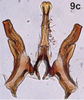 Aedeagus, ventral view on Bretega orbiverpa Stiller, 2017: Aedeagus, dorsal view. (Observation).