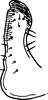 Stylus on Shadelphax eforiae (Dlabola, 1961): Stylus (caudolateral view). (Observation).