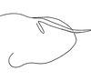 Pygofer, lateral view: Pygofer (paratype), lateral view. (Observation).