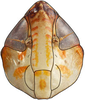 Head: Vartalapa robusta, face (INHS). (Observation).