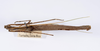 CollectionObject 1565267; e190b22c-154e-4800-b333-4256149f0ba8: Copyright ZMHB, Berlin. male, dorsal view (holotype). (CollectionObject).