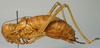 CollectionObject 1520688; c1e6f3f0-4ffa-4662-99f3-435523fb9fab: male habitus, lateral view (paralectotype). (CollectionObject).