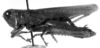 CollectionObject 1533431; 87dc6623-8612-4fc9-b38d-3a2ae215ffe5: Image Carbonell, C.S. male, lateral view (lectotype). (CollectionObject).