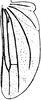 Hind wing on Diomma (Diomma) pulchrum (Matsumura, 1916): Hind wing. (Observation).