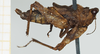 CollectionObject 1517884; e26cf416-dec2-49c6-9b3e-40df2f488300, NHMUK010924448: female, lateral view (lectotype). (CollectionObject).