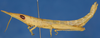 CollectionObject 1578672; 7389eeed-3d9b-4c1e-92e7-9b067d3dc104: female, lateral view (female). (CollectionObject).