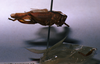 CollectionObject 1516153; 72107544-2998-48f8-8865-4611f8810302: female, lateral view (holotype). (CollectionObject).