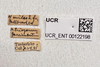 Other on Dictyssa monroviana Doering, 1938: (Observation).