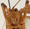 CollectionObject 1534699; ff1d96fe-631e-4577-905a-72d333e070ad: male face (syntype of Mataeus longipennis). (CollectionObject).
