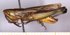 CollectionObject 1499475; 5d0a4dad-8b7a-407b-becb-2283cd478652: male, lateral view (holotype). (CollectionObject).