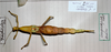 CollectionObject 1558342; 9c2fa356-fa1b-480f-ab60-d0974835ea69: copyright MHNG Geneva. female of of synonym Diapherodes longiscapha (syntype). (CollectionObject).