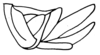 Axyronotus cantralli Dirsh & Mason, 1979: Fig. 5, 12. ovipositor, lateral view. (Otu).
