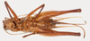 CollectionObject 1523722; 2070dbd4-79ef-4216-949f-950aa3d5a5ab: female, ventral view (holotype). (CollectionObject).
