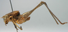 male, lateral view (holotype). Depicts CollectionObject 1517114; 669369be-7154-4d7b-b81b-604b981c6a56, a CollectionObject.