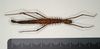 CollectionObject 1559794; db11afe5-2229-42b9-b083-ab3590fa3deb: copyright MIZ, Warsaw. female (holotype). (CollectionObject).