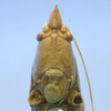 CollectionObject 1516877; 61997a7b-5b9e-4d2c-bd9d-5b94b9bfbb68: male face (holotype). (CollectionObject).