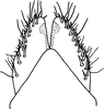 Subgenital plate, ventral view on Platymetopius (Platymetopius) infectoriae Abdul-Nour, 1987: ventral view. (Observation).