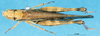 CollectionObject 1507146; aeb58e5e-1c10-452b-8574-13a5ef645a1e: male, dorsal view (syntype). (CollectionObject).