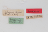 CollectionObject 1506586; 266b06df-fa64-4bab-821a-219d54d5b44e: female, labels (syntype). (CollectionObject).