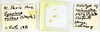 Symploce pallens (Stephens, 1835): CC BY-NC-ND 4.0/MNHN - Depraetere Marion - 2014. Type, male, of platystyla Chopard, 1938. Specimen number: MNHN-EP-EP1780. http://coldb.mnhn.fr/catalognumber/mnhn/ep/ep1780. (Otu).