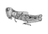 Eupnigodes megocephala (McNeill, 1897): Pl. VI, Fig. 28. male, lateral view. (Otu).