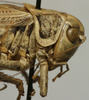 CollectionObject 1535150; cd6626cf-a7ef-4614-b542-32a814a3fae7: male pronotum, lateral view (syntype). (CollectionObject).